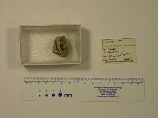 Archaeohyrax suniensis