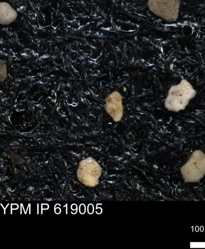 undet. Foraminiferida