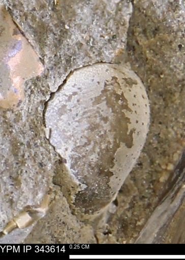 undet. Bivalvia