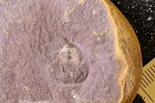 Euproops danae