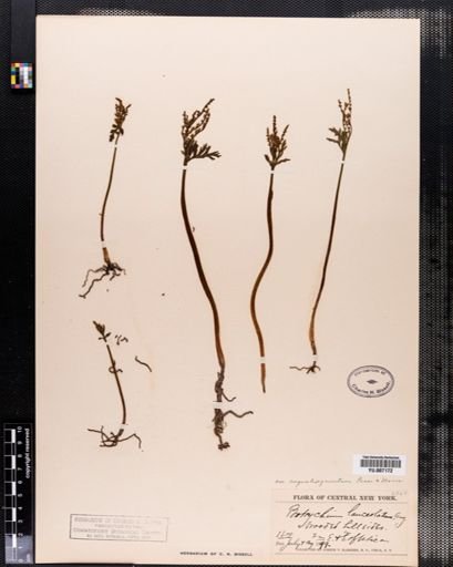 Botrychium lanceolatum