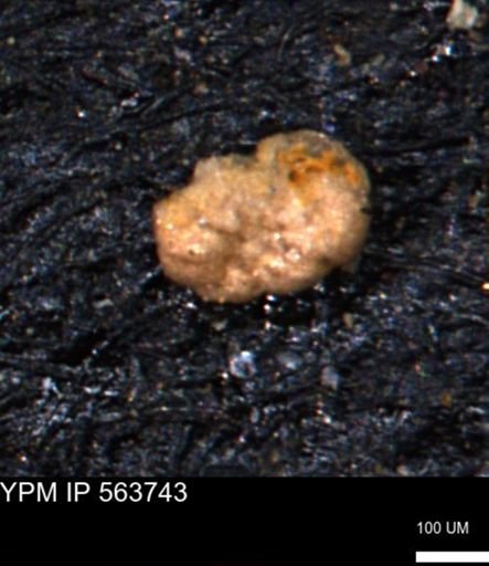 Alveolophragmium linki