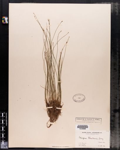 Scirpus clintonii