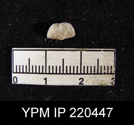 Chonetina flemingi var. plebeia