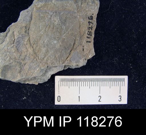 Brachyprion crassomata