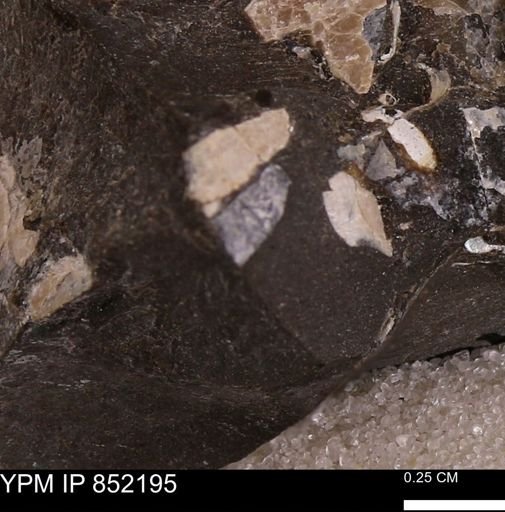 undet. Bivalvia