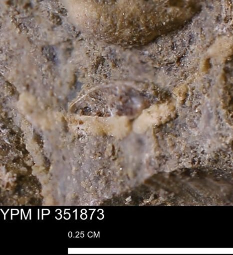 undet. Bivalvia