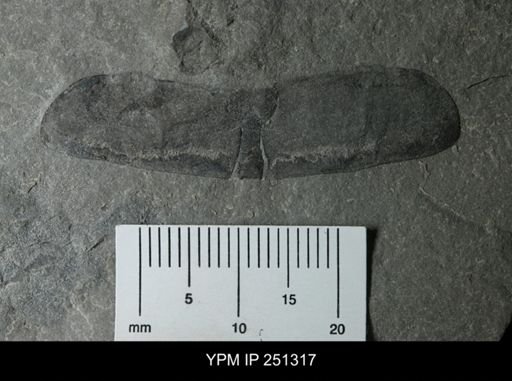 undet. Eurypterida