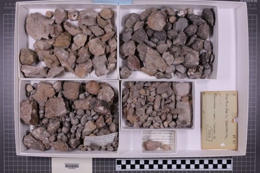 mixed taxa, stratigraphic collection
