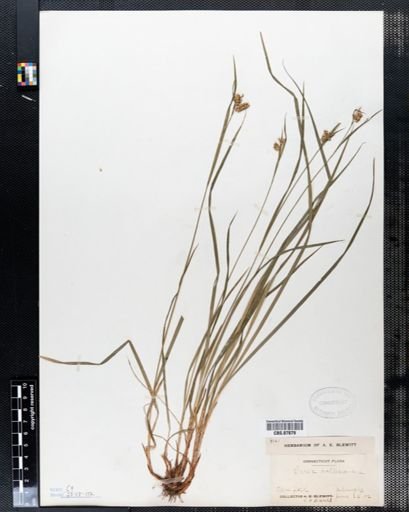 Carex pallescens
