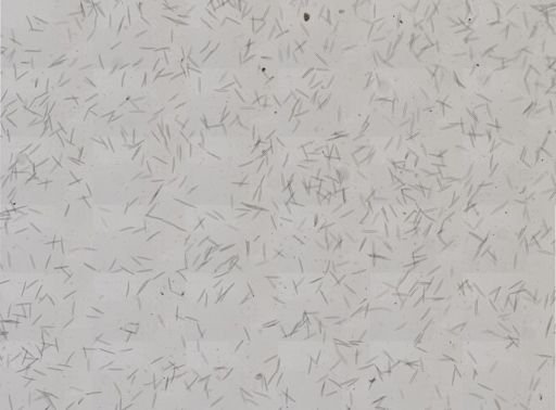 Haliclona oculata