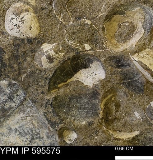 Protocardia sp.