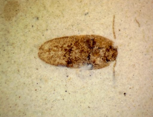undet. Coleoptera