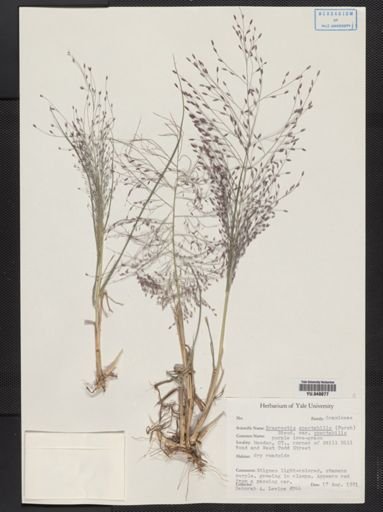 Eragrostis spectabilis