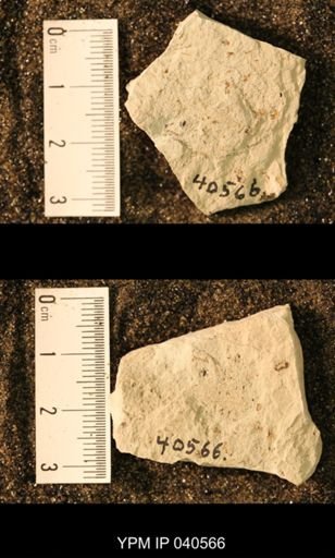 Probnis speciosa