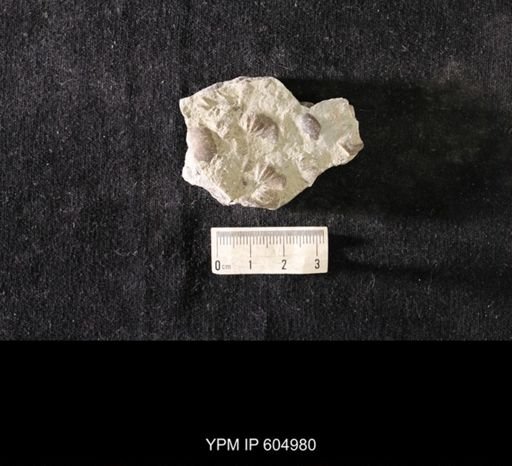 Plectambonites glabra