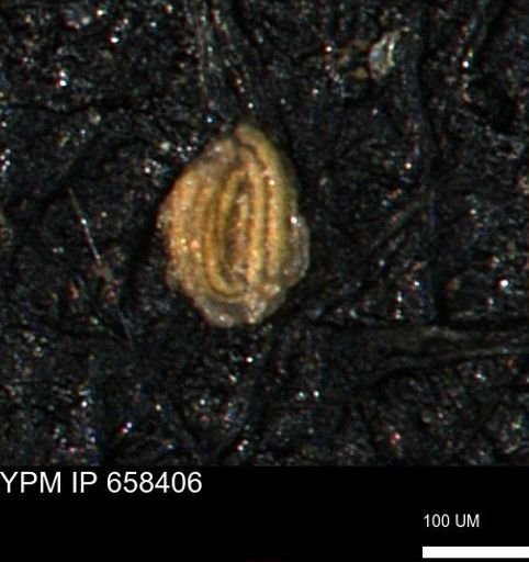 Miliammina cf. sproulei