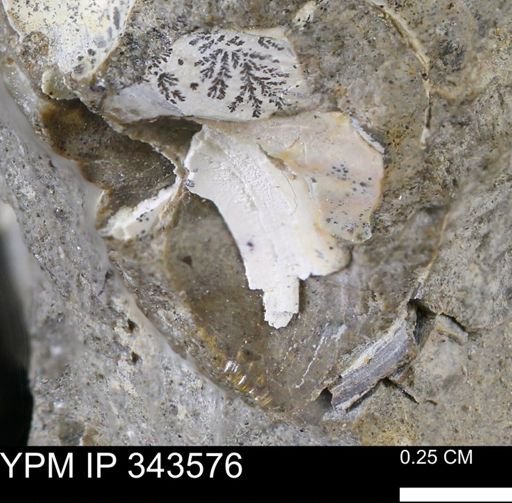 undet. Bivalvia