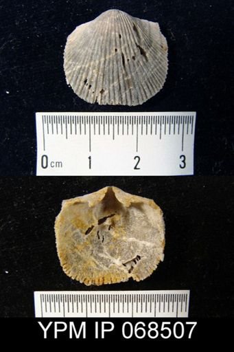 Austinella whitfieldi
