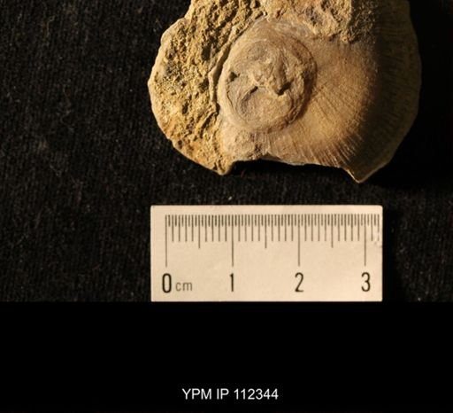 Isorophus cincinnatiensis