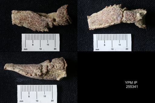 Pacifastacus chenoderma