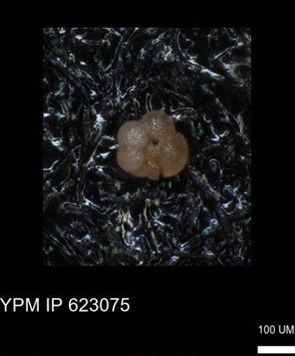undet. Globigerinina