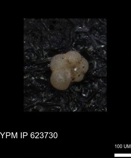 undet. Rugoglobigerinidae