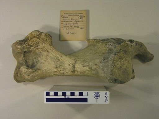 Teleoceras fossiger