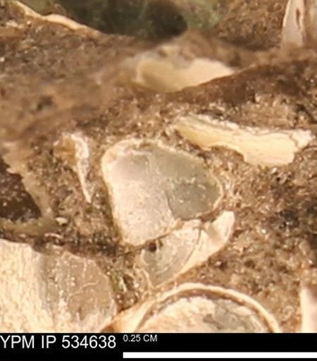 Protocardia subquadrata