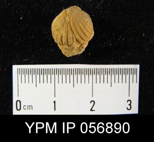 Uncinulus sp.