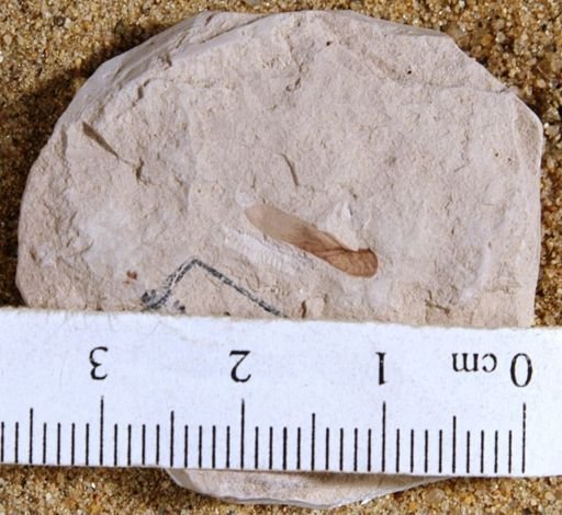 Cedrela pteraformis