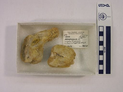 Arsinoitherium sp.