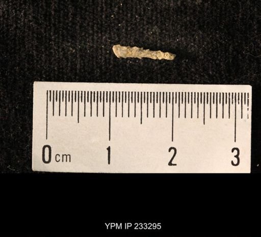 Archaeocidaris sp.