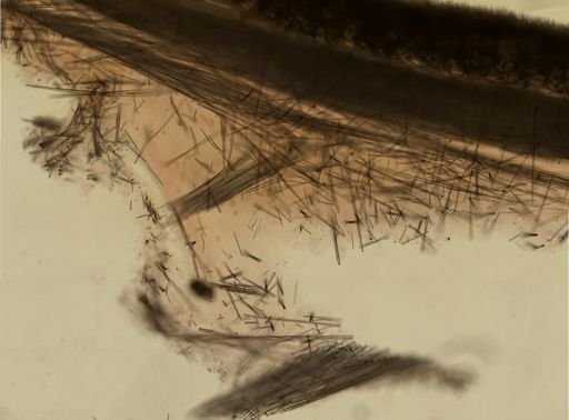 Polymastia boletiformis