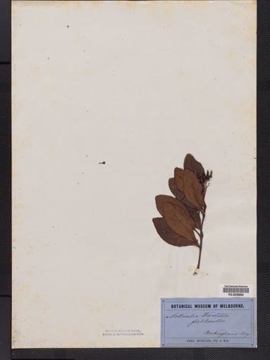 Wilkiea