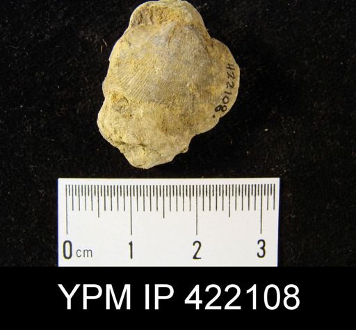 Schizophoria impressa