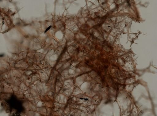 Gelliodes