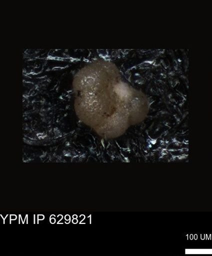 undet. Foraminiferida