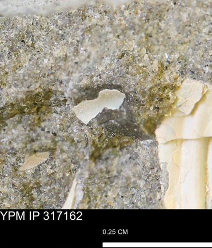 undet. Mollusca
