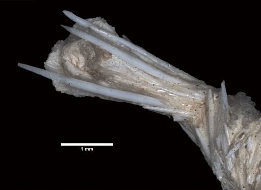 Lepidisis longiflora