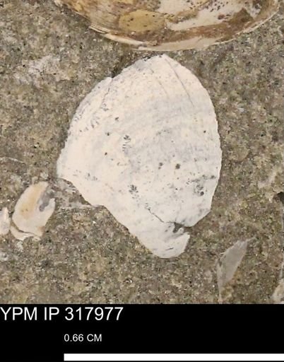 undet. Mollusca