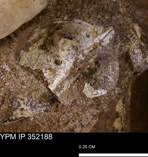 undet. Bivalvia