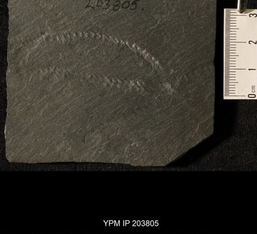 Asterias asperulata