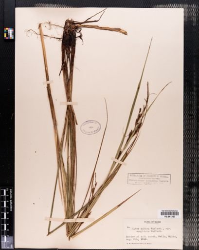 Carex