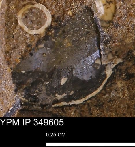 undet. Mollusca