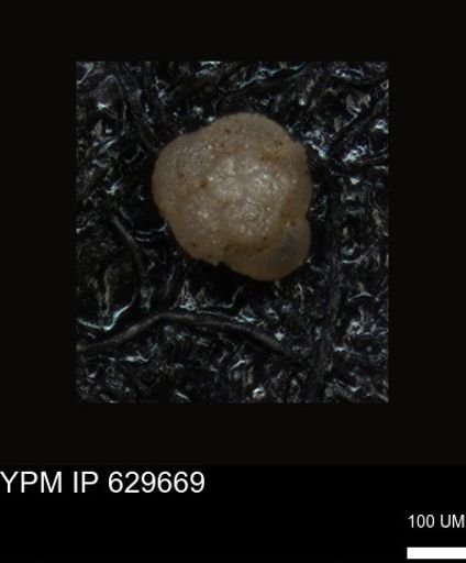 undet. Foraminiferida