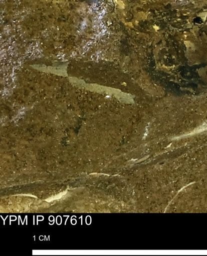 undet. Mollusca