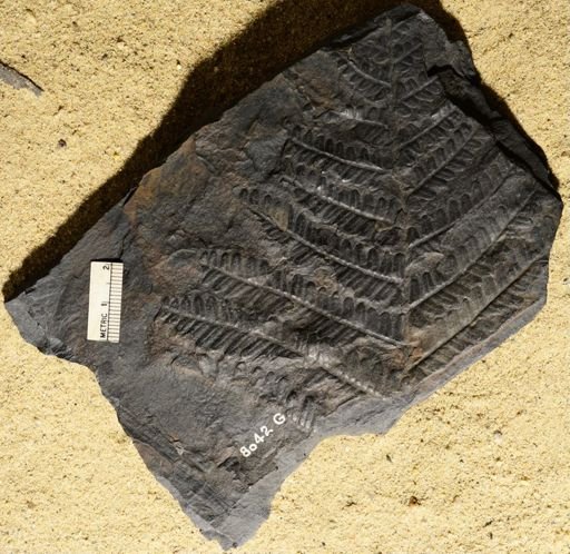 Pecopteris miltoni