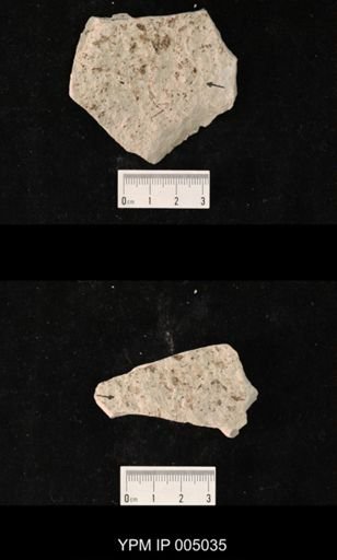 Protohymen permianus