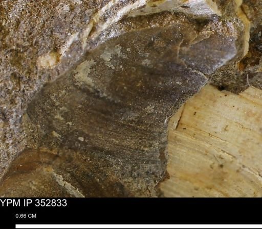 undet. Bivalvia